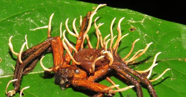 Zombiləşdirən Göbələk: Ophiocordyceps...