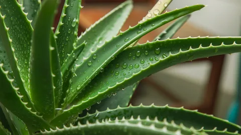 Aloe veranın 5 faydası