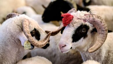 Qurban kesende oxunan dua