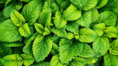 Nane menta