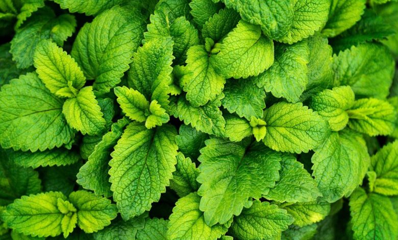 Nane menta